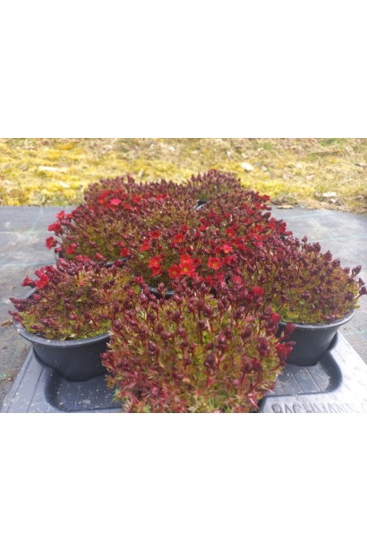 Ломикамінь Піксі Пан Ред багаторічник